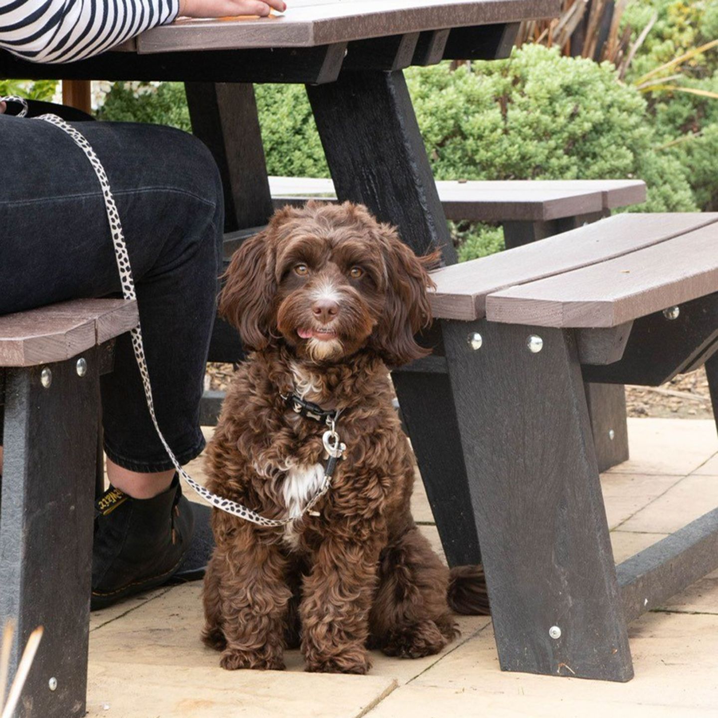 Your local dog friendly pub in Yate